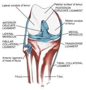 Medial Collateral Ligament picture used from 