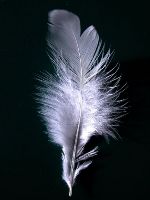 What is your magic feather?