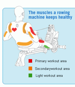 muscles targeted by indoor rowers