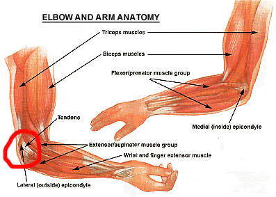 Elbow anatomy for Fencers Elbow