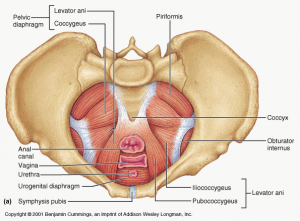 pelvic floor