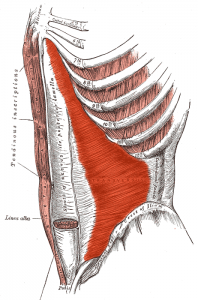 The transversus abdominis